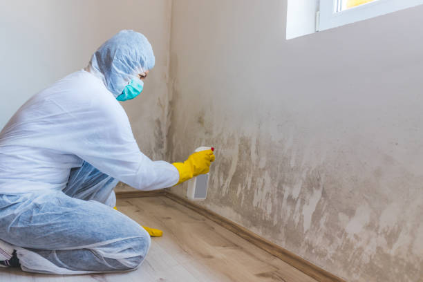 Mold Remediation specialist working in Forest Park