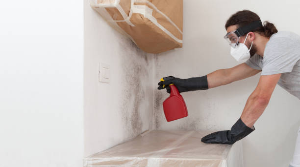 Basement Mold Remediation treatment on basement walls in Forest Park